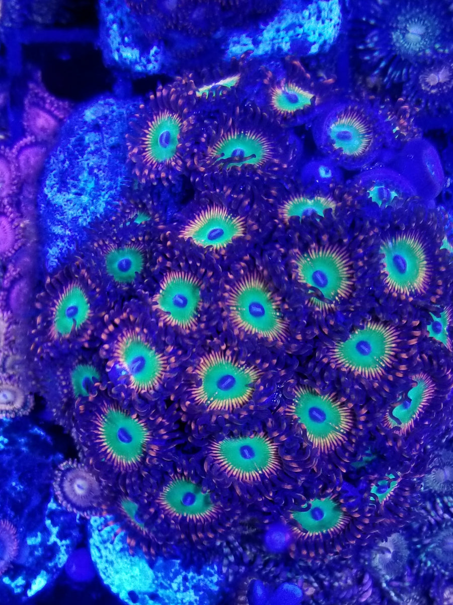 Zoanthids / Palys Deep Blue Aquarium