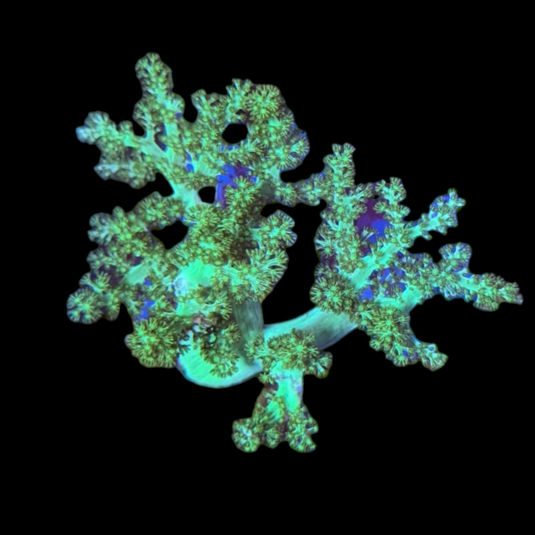 Green Kenya Tree Coral Deep Blue Aquarium