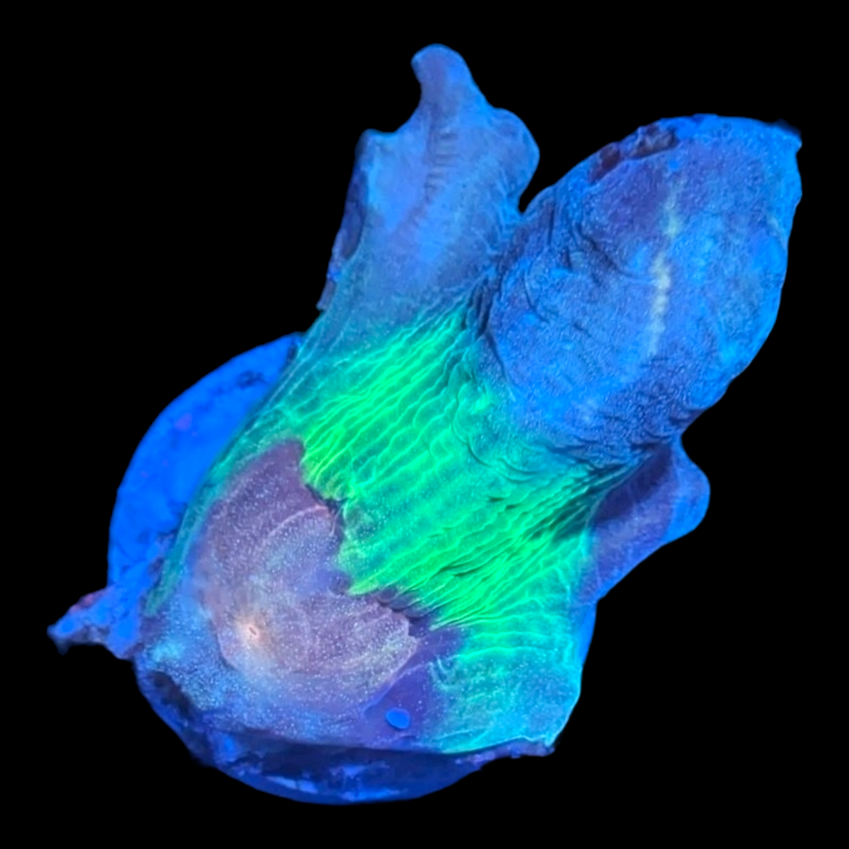 Ultimate Space invader Pectinia Deep Blue Aquarium