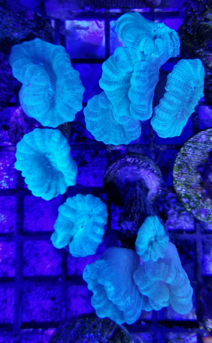 Green Candy Cane Coral Deep Blue Aquarium