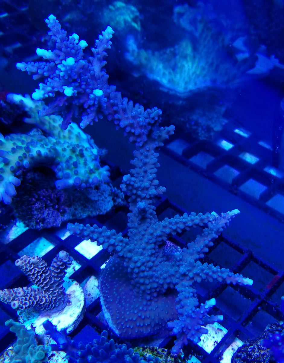 Aqua Blue FAUX Finger Staghorn Coral - Acropora Humilis - (1