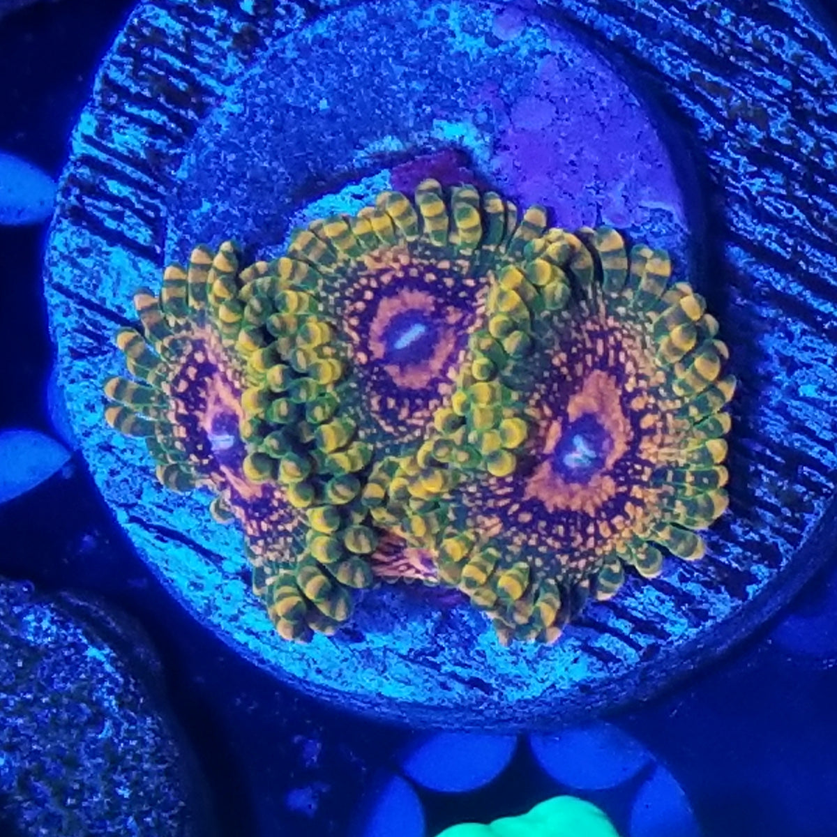 Grand Master Krakatoa Zoanthid Coral (GMK Zoa)