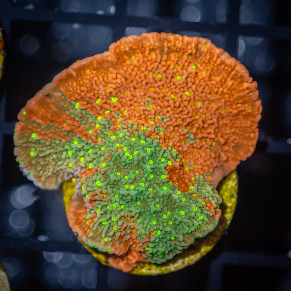 Sunfire Grafted Montipora