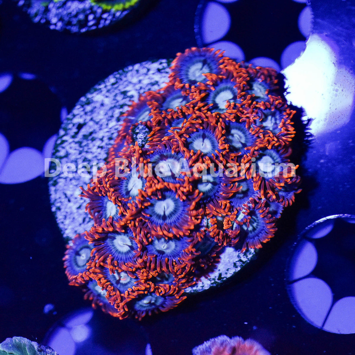 Fire and Ice Zoa Deep Blue Aquarium
