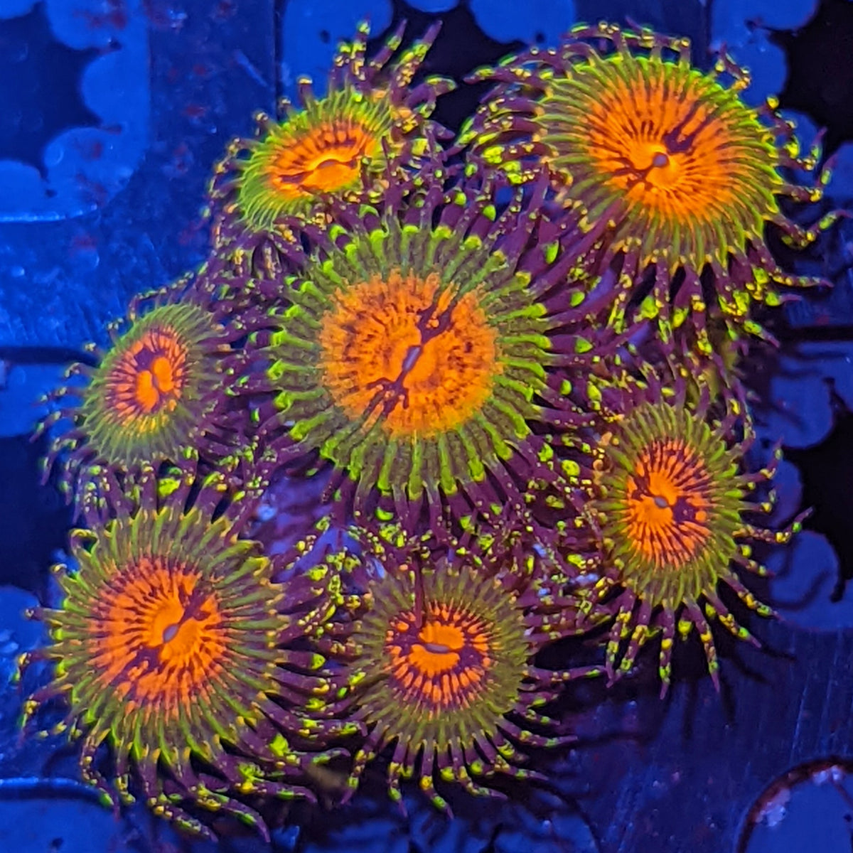 Bowtie Blaster Zoanthids main image 1