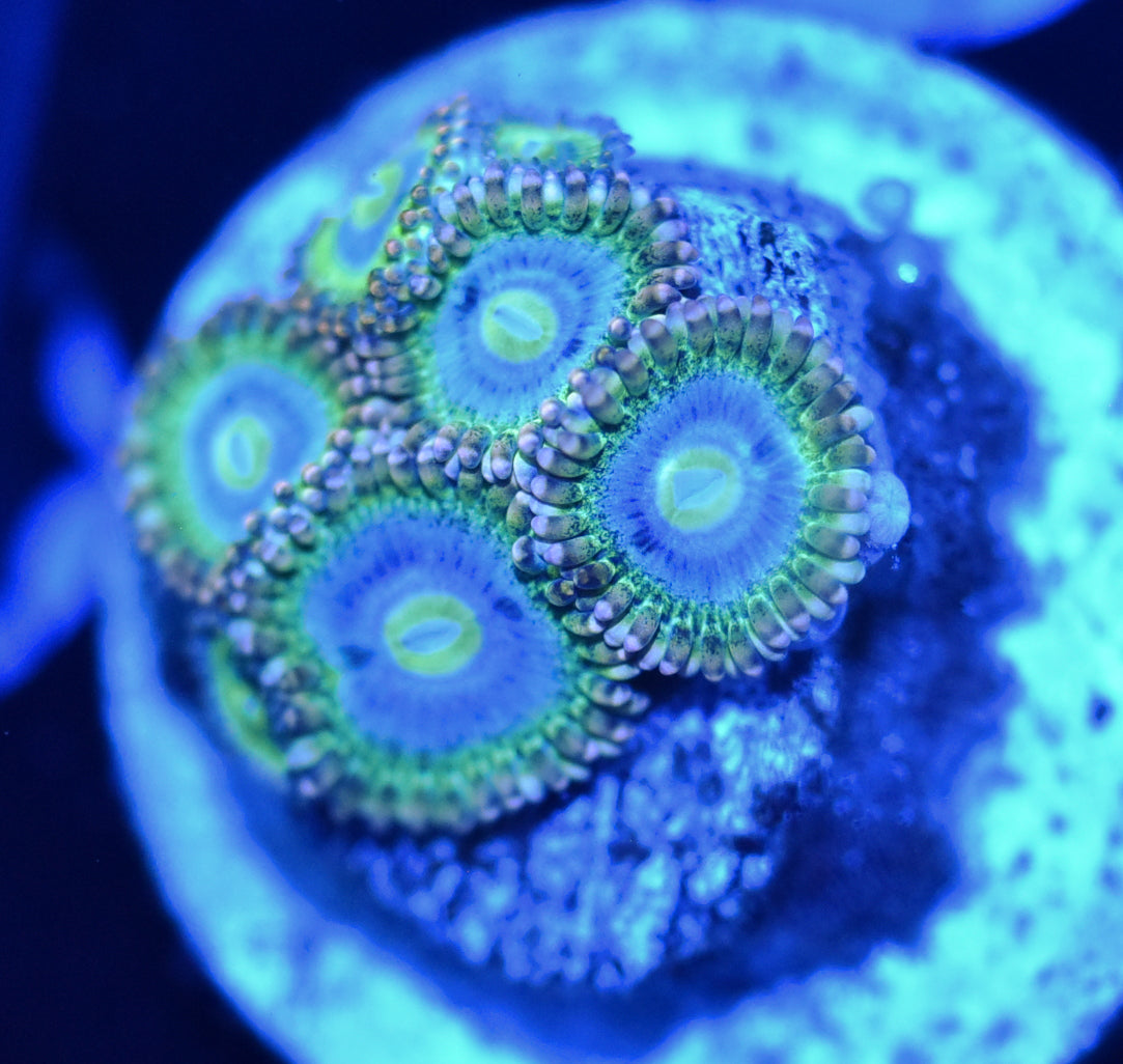 Rainbow Rhino Zoanthids main image 0