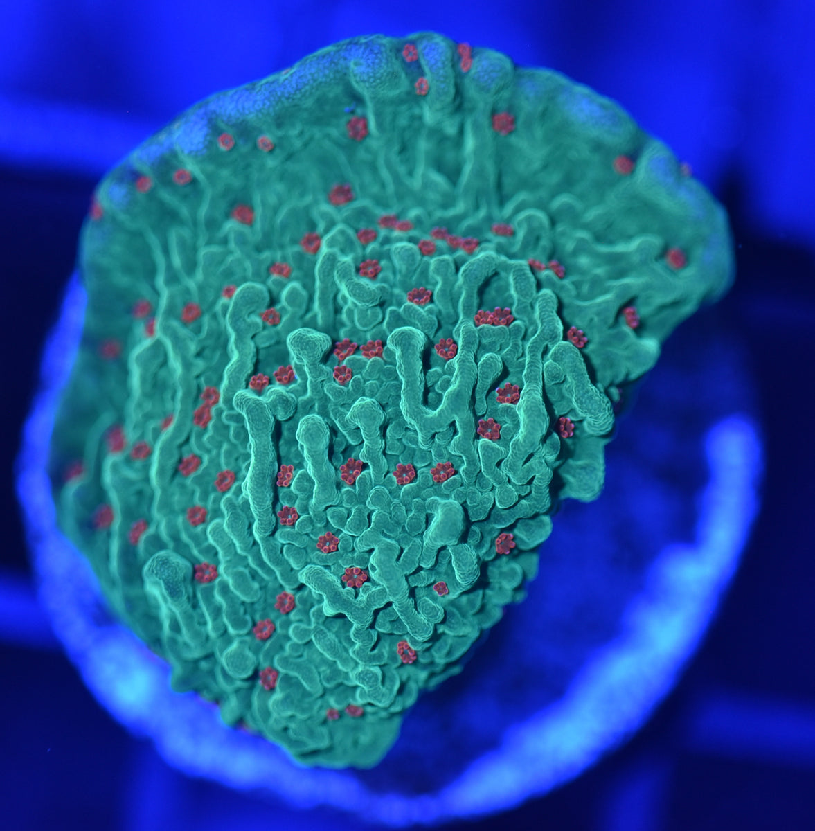 Season's Greetings Montipora Deep Blue Aquarium