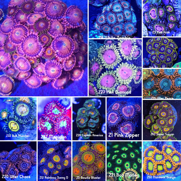 Premium Zoanthids Pack  6 frags for  $150
