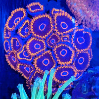 Red Hornets, Zoanthid