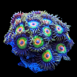 Rasta Zoa