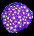 Bling Bling Cyphastrea