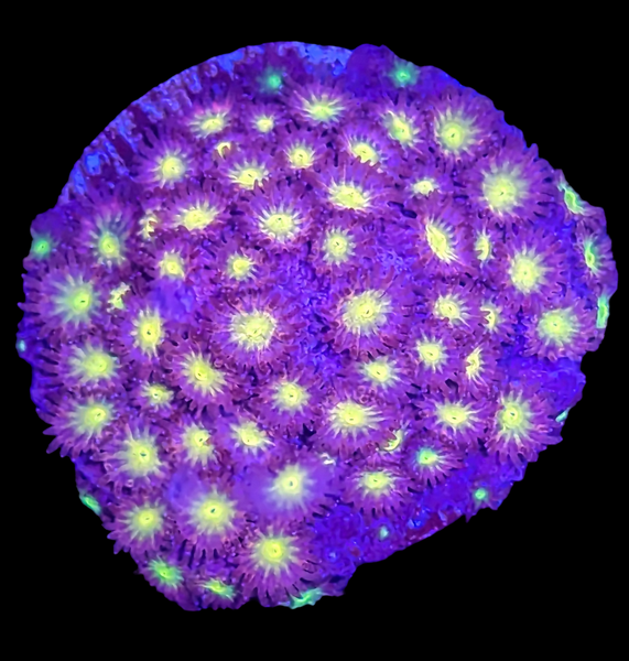 Bling Bling Cyphastrea