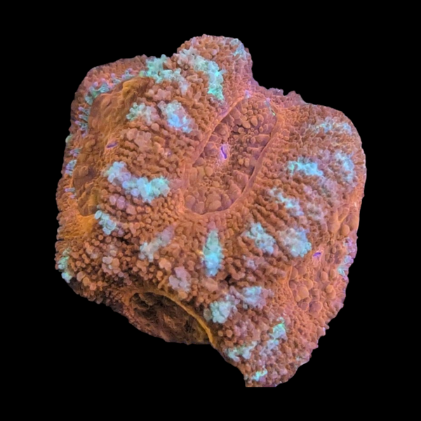 Acan