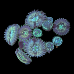Green Agave Zoanthids