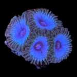 Blackbeards Zoanthid