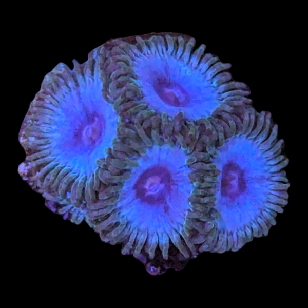 Blackbeards Zoanthid