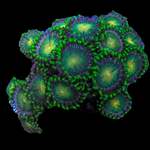 Green Bay Packers Zoanthids