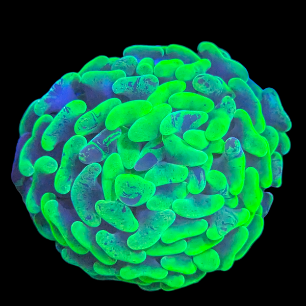 Green Branching Hammer