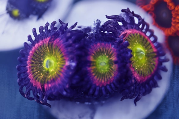 Kung Fu Fighter Zoanthids