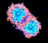 Ice & Fire Blastomussa