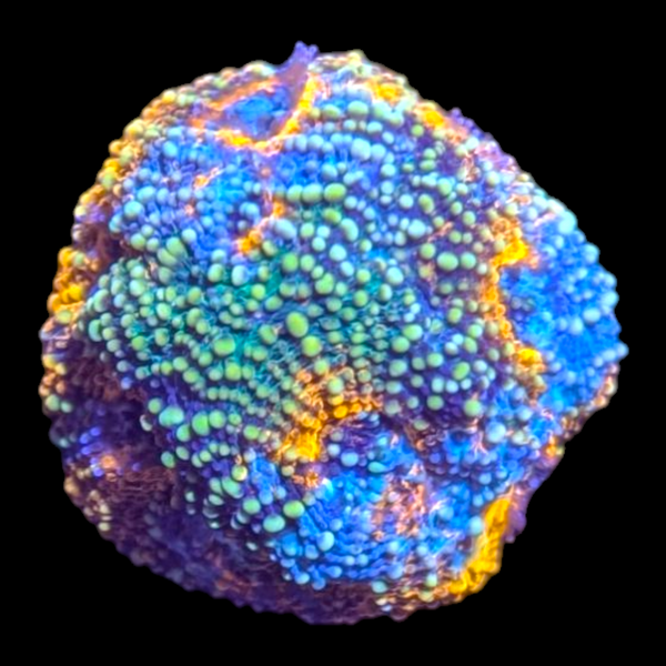 Acanthastrea echinata