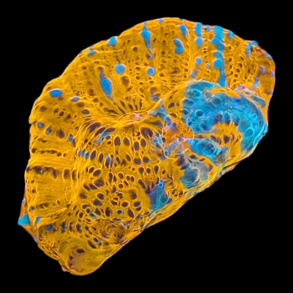 Nacho Cheese Chalice Coral