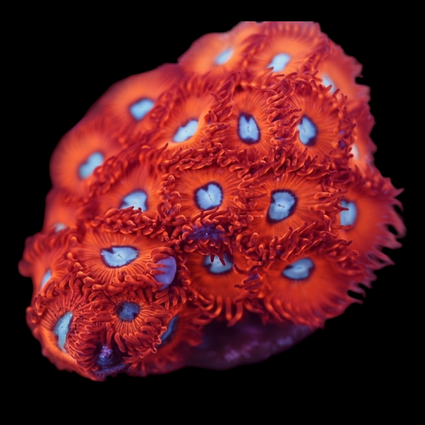 Charmander Zoanthids