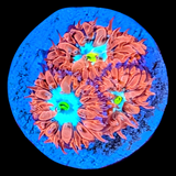 Ice & Fire Blastomussa