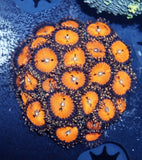 Bloodsucker Zoanthids