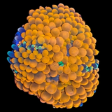 Ricordea Orange Mushroom