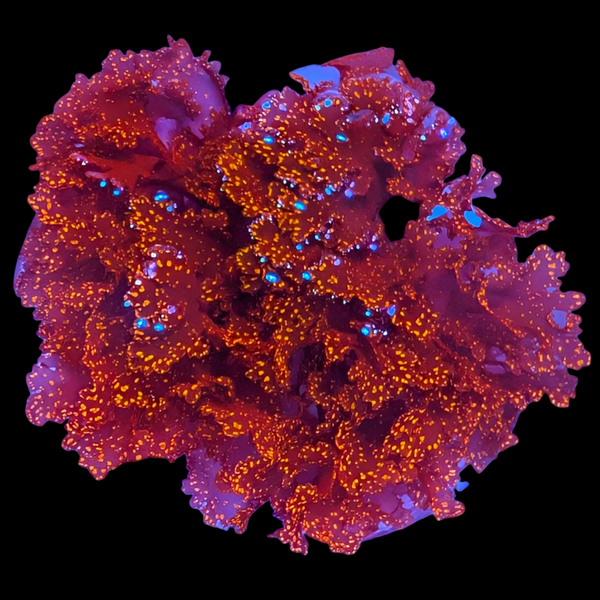 Atomic Broccoli Macroalgae