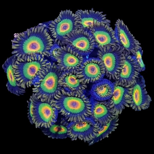 Rasta Zoa