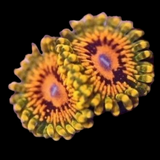 Grand Master Krakatoa Zoanthids