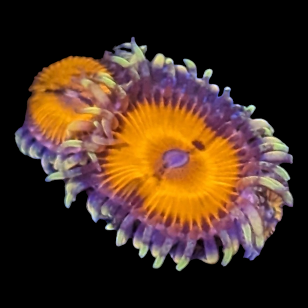 Bloodsucker Zoanthids
