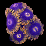 Yoda Zoanthids