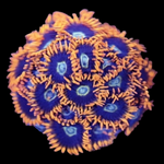 Rainbow Hornet Zoanthids