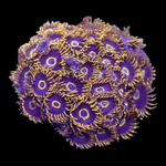 Purple Hornet Zoanthids