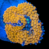 Ricordea Orange Mushroom