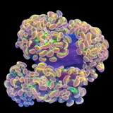 Hologram Branching Hammer