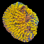 Cloudberry Chalice Coral
