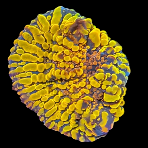 Cloudberry Chalice Coral