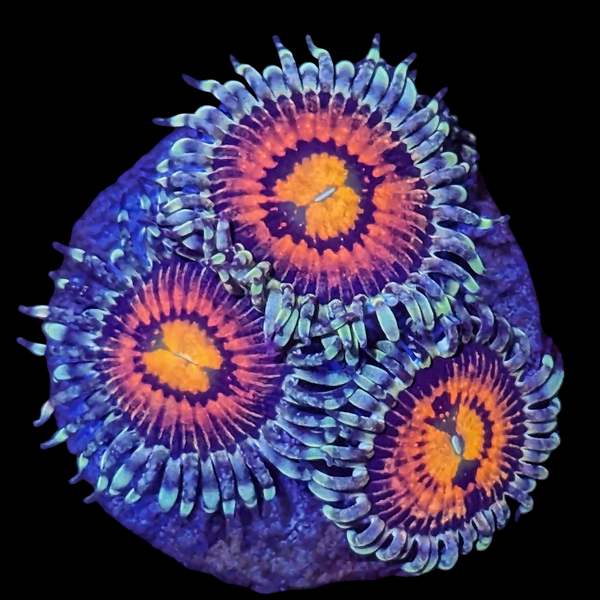 Rainbow Incinerator Palys