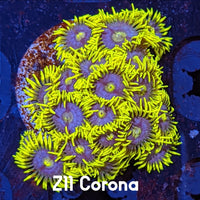 Corona Zoanthids