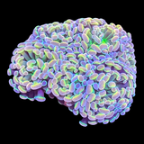 Hologram Branching Hammer