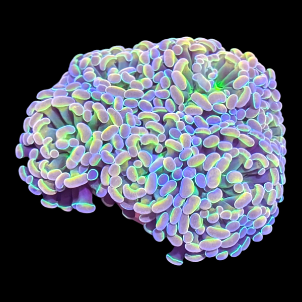 Hologram Branching Hammer