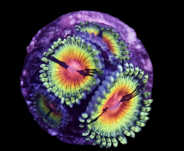 Bloodshot Zoanthids