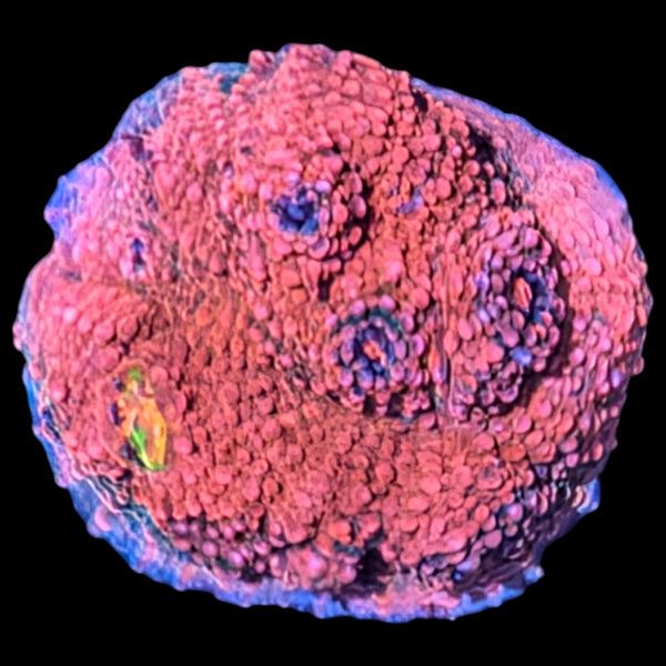 Pink Boobies Chalice