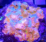 The Milky Way Chalice coral