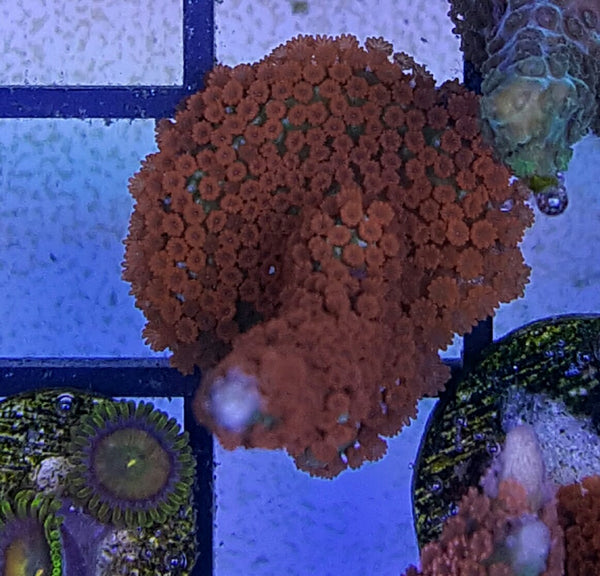 Forest Fire Montipora Digitata