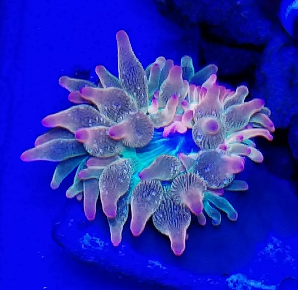 Ultra Rainbow Bubble Tip-WYSIWYG